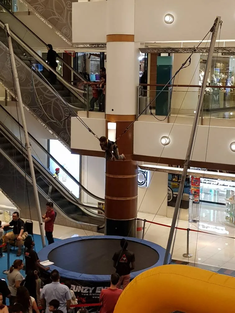 Mini Bungee Trampoline — Gallery Photo 4